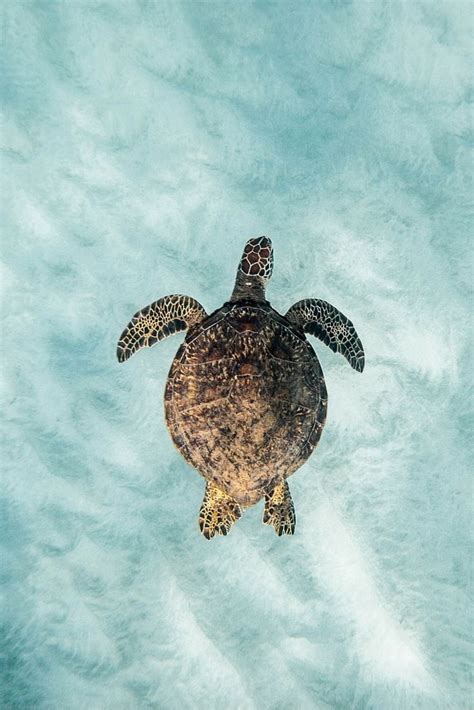 OUR SECRET TO SWIMMING WITH SEA TURTLES ON OAHU Ocean Life, Beach Life ...