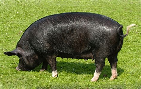 Native British Pig breeds - Country Life