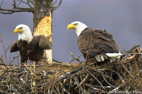 Decorah Eagle Cam – Nesting Season 2019 | Natural History Nature Documentary