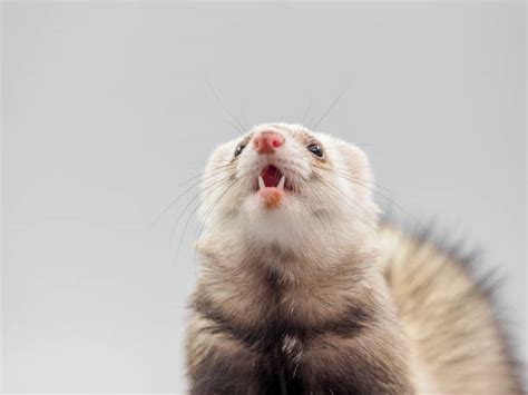 Ferret Teeth Stock Photos, Pictures & Royalty-Free Images - iStock