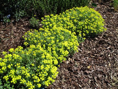 Eriogonum umbellatum var polyanthum 'Shasta sulphur' - Linda Vista ...