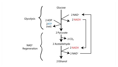 What are the products obtained by anaerobic respiration in plants?