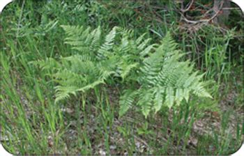 Bracken-fern poisoning in horses | ontario.ca