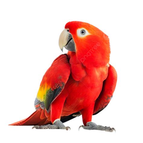 รูปรูปนกแก้วสีแดงโดดเดี่ยวบนพื้นหลังสีขาว PNG , นก, นกแก้ว, สัตว์ภาพ PNG และ PSD สำหรับดาวน์โหลดฟรี