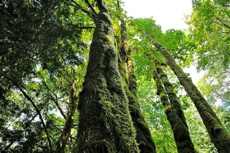 Alice Lake Photo | 2013 Hiking Photo Contest | Vancouver Trails