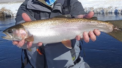 Mammoth Lakes and Bishop Fishing Reports - Sierra Trout Magnet Fly Fishing Guide Service and Fly ...