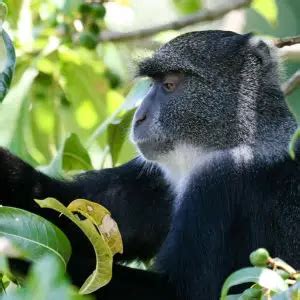 Blue Monkey - Facts, Diet, Habitat & Pictures on Animalia.bio