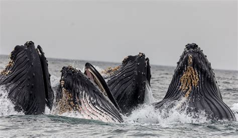 Watch: A Video Captured of a Humpback Whale Nursing Her Calf in Hawaii | Science Times