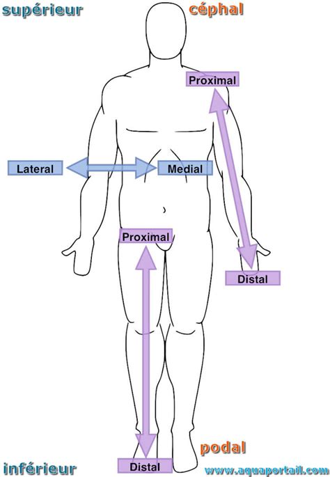 Proximal : définition et explications