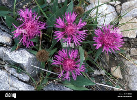 Centaurea Nervosa Alpi mountains Italy Stock Photo - Alamy