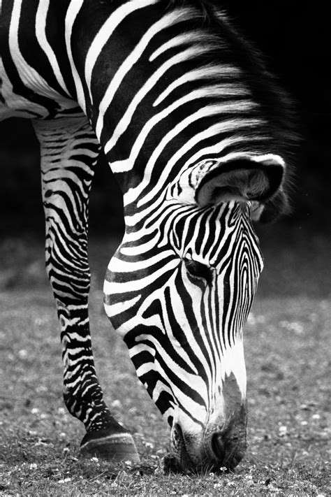 Black And White Zebra Free Stock Photo - Public Domain Pictures