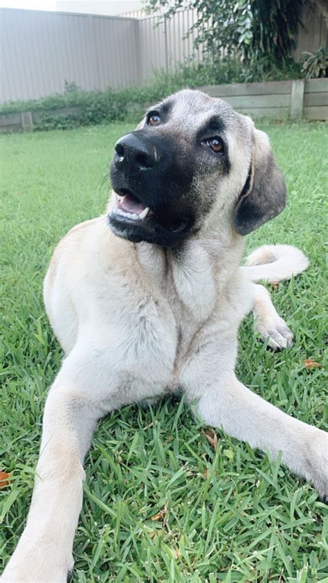 Female Turkish Kangal - 12 months