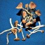 Mazatapec mushroom | magic mushrooms | Psilocybe cubensis grow kit