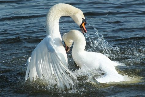 Swan Fight Nature - Free photo on Pixabay