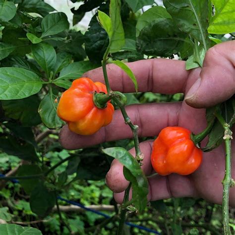 Scotch Bonnet Pepper Seeds – Chilli Blossom Farm