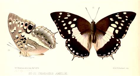 File:Illustrations of new species of exotic butterflies Charaxes V, Charaxes ameliae.jpg ...