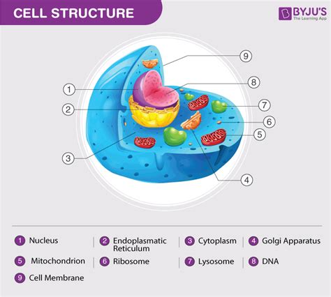 Functions Of Plant Cell Parts