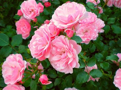 Tea Shrub Roses. Care tea rose color