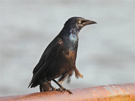 Birds In New Hampshire: 25 Species To Look Out For