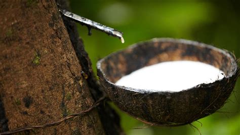 Disease threatens natural rubber production | Rubber News