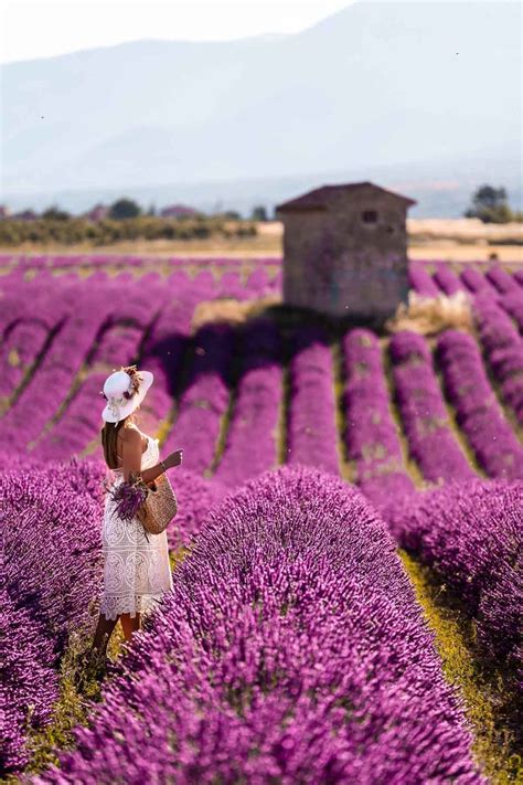 Complete Guide to Visiting the Lavender Fields in Provence, France ...