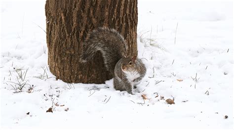 BITS OF WEATHER LORE – Life In The Outdoors – The Waynedale News