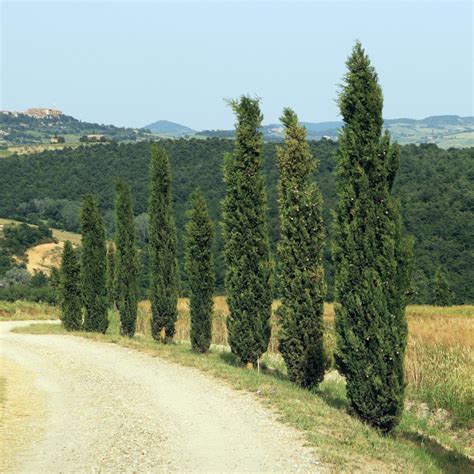 Dwarf Italian Cypress Tree - Alder & Oak Plants - Online Plant Nursery