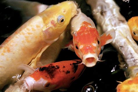 Japanese Koi Fish: A Brief History — Koi Story