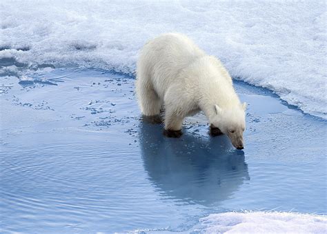 Polar Bears of Spitsbergen - PILOT GUIDES