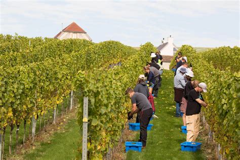 What it's like to Pick Grapes on an English Vineyard