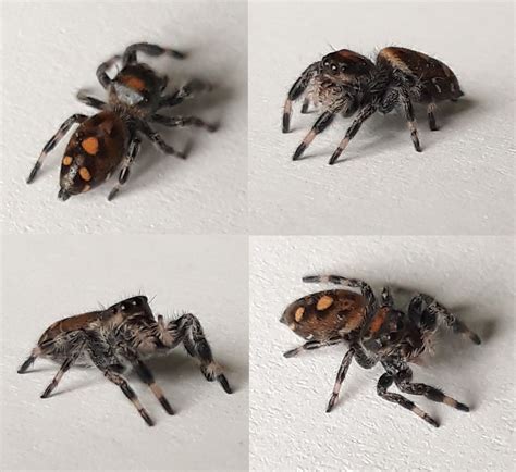 Regal Jumping Spider Sling ♀ (Phidippus Regius) True Spider by Bugs on ...