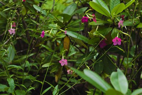 Flowering Tobacco: How to Grow and Care for Flowering Tobacco