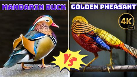 The Art of Nature: Comparing the Beauty of Mandarin Ducks and Golden ...