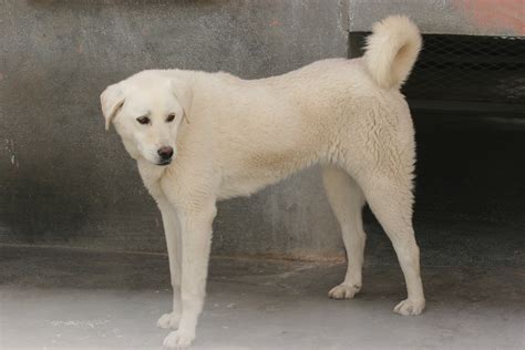 Akbash Dog Info, Temperament, Training, Facts, Puppies, Pictures