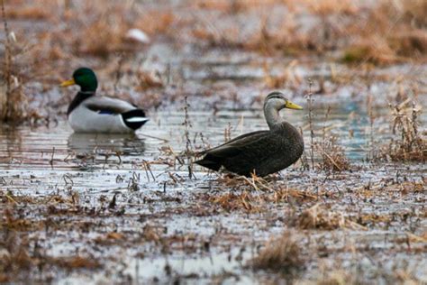 Maximizing a short supply of black duck habitat