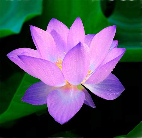 The Beautiful & Meaningful Lotus Flower - This Fabulous Life