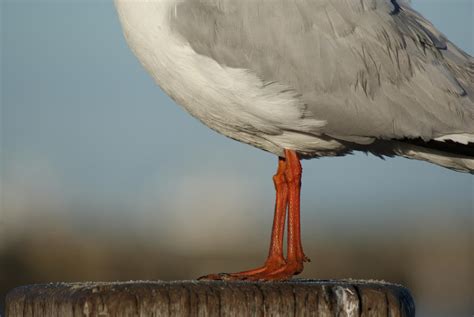 Seagull Feet by Delia67 on DeviantArt