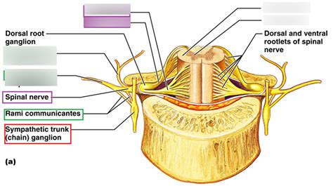 cross section of spinal cord pt2 Diagram | Quizlet