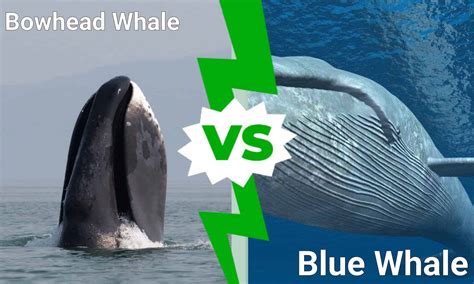 Bowhead Whale vs. Blue Whale - A-Z Animals