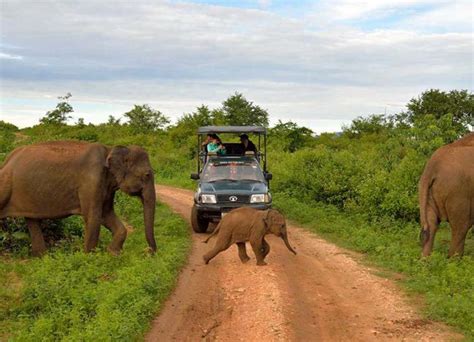 Udawalawe Safari Day Trip - Bentota Travel Mart