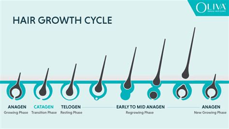 Hair Growth Cycle: Structure of Hair & 3 Stages Explained