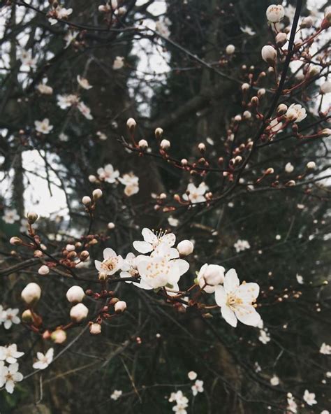 White cherry blossoms #spring #Regram via @lewesmap | Spring aesthetic, White cherry blossom ...