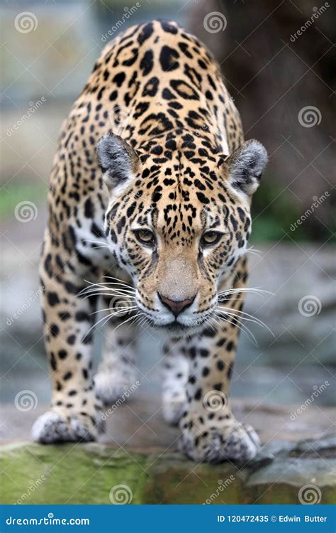 Jaguar close-up portrait stock image. Image of yellow - 120472435