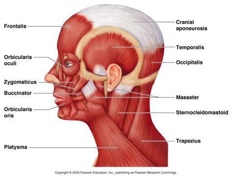 Gross Anatomy Of Skeletal Muscle Muscle Anatomy | Human muscle anatomy ...