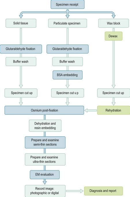 Transmission electron microscopy | Basicmedical Key