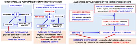 Schematic representation of the concepts of homeostasis and allostasis ...