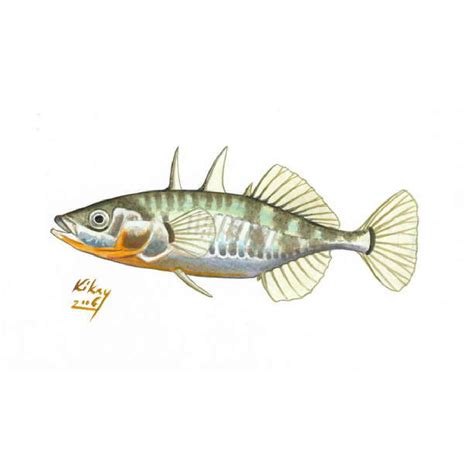 THREE-SPINED STICKLEBACK | College of Agricultural Sciences | Oregon State University