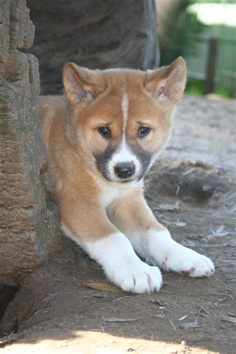 Dingo Pup #Featherdale #Wildlife #Australia #Sydney | Australian animals, Baby animals, Dog lovers