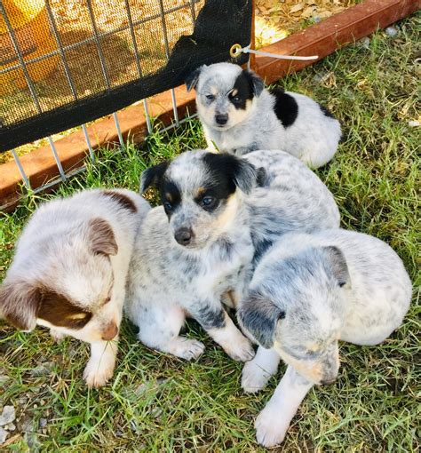 Blue Heeler/Australian Shepherd Mix Puppies