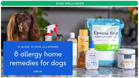 8 Best Home Remedies for Dog Skin Allergies - YouTube